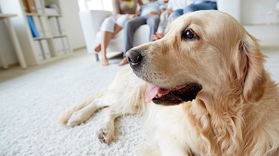 Carpet cleaning services