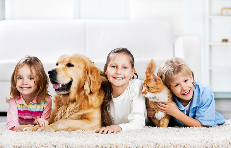 Pet odor removal services