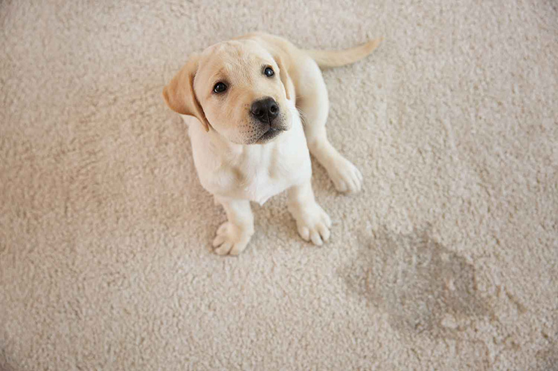 Pet urine treatment